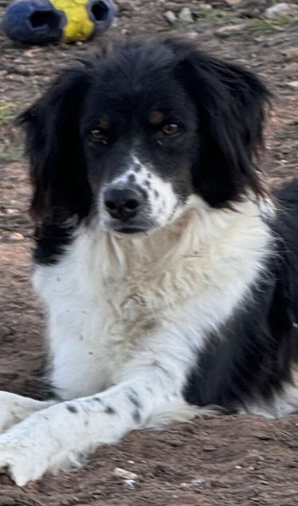 shelter dog