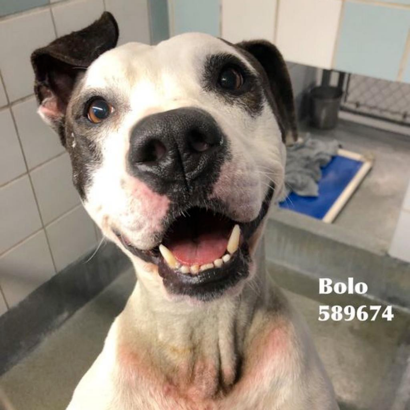 playful rescue puppies for adoption
