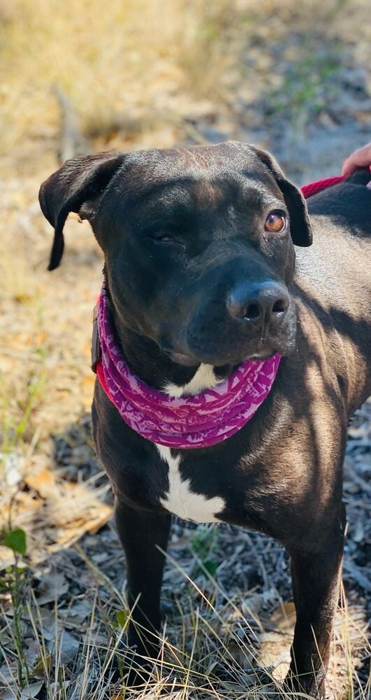 adopt a pitbull from a kill shelter