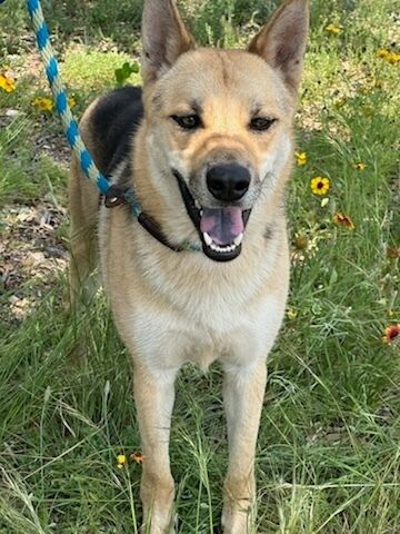 shelter dog