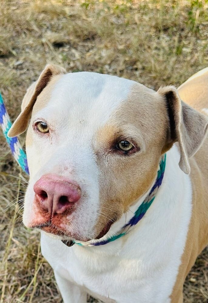 Texas rescue dogs ready for adoption