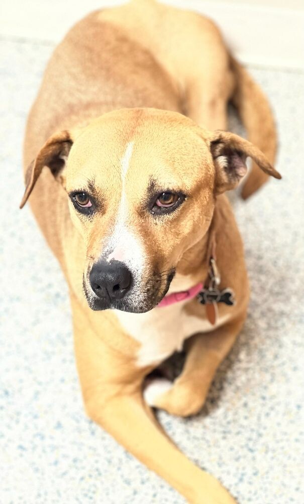 medium size dogs ready for adoption