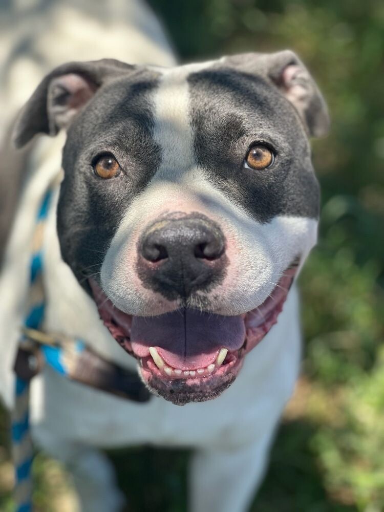 adopt a pitbull from a kill shelter