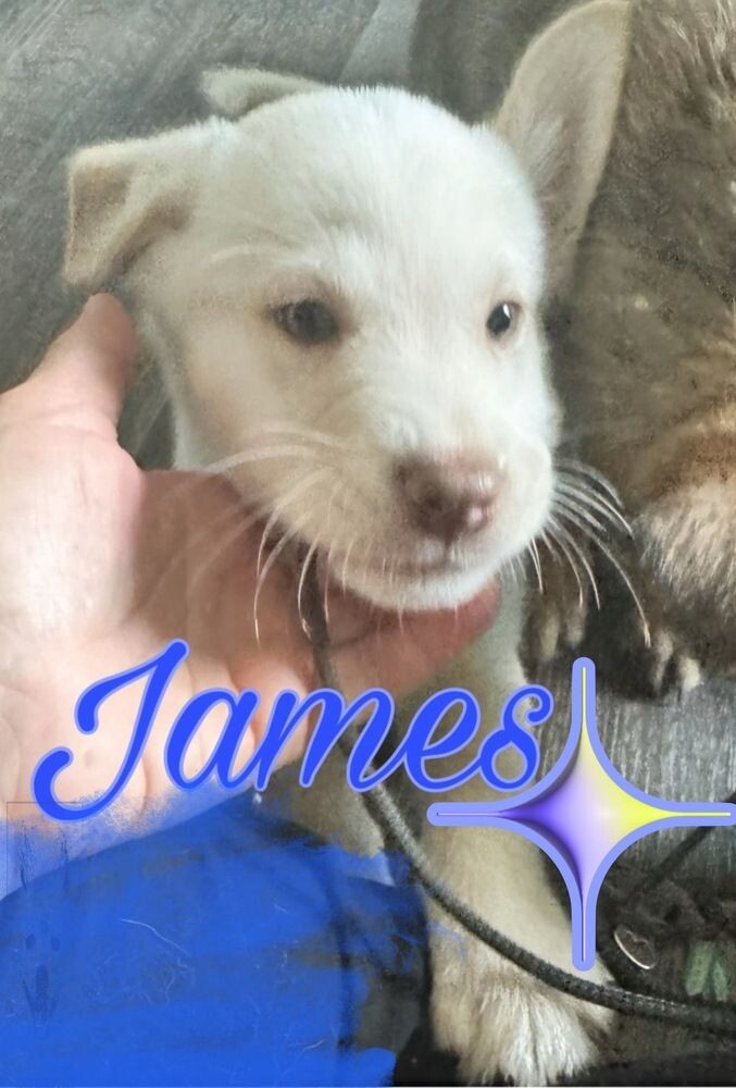 puppy adoption