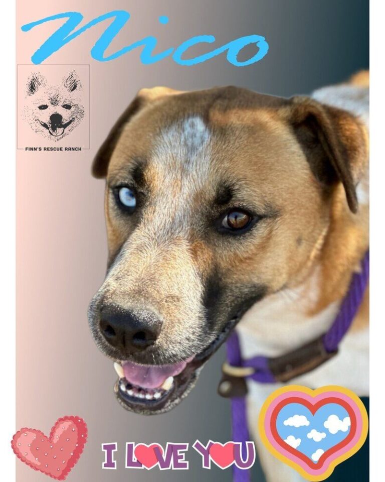 shelter dog