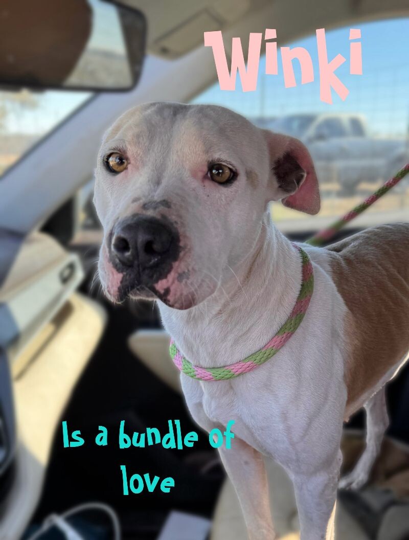 adopt a rescue dog from Texas