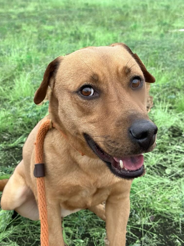medium size dogs ready for adoption