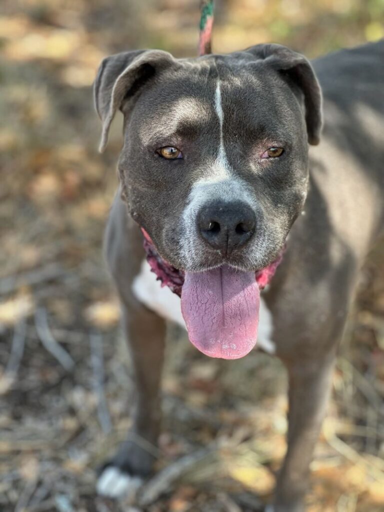pitbull rescue dogs for adoption