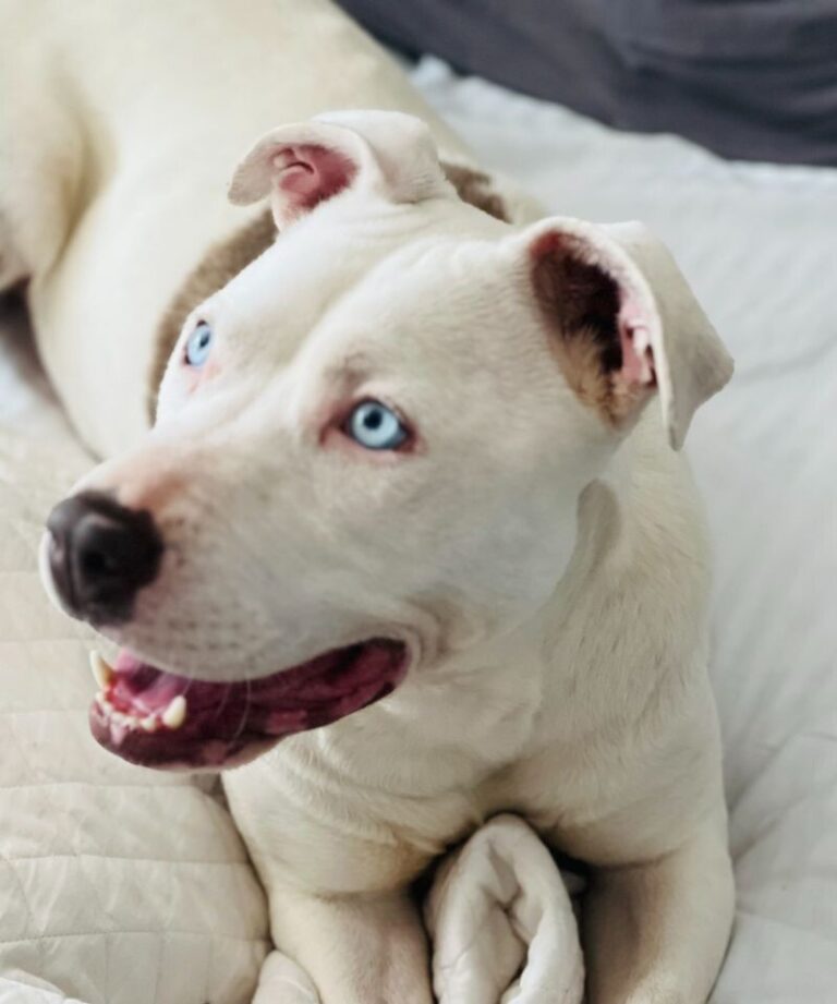 Big Dog Rescue