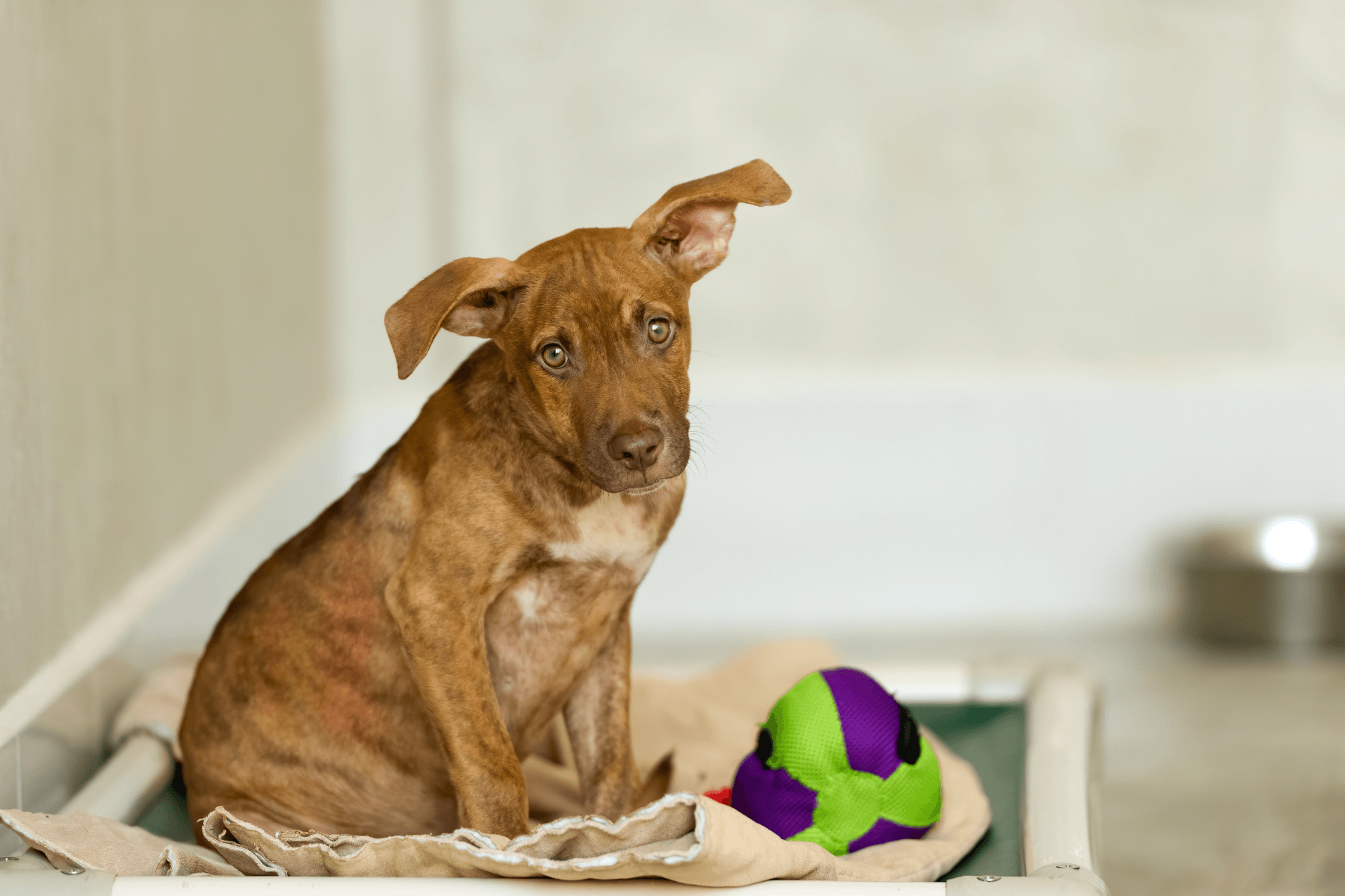 Rescue Dog Adoption Checklist